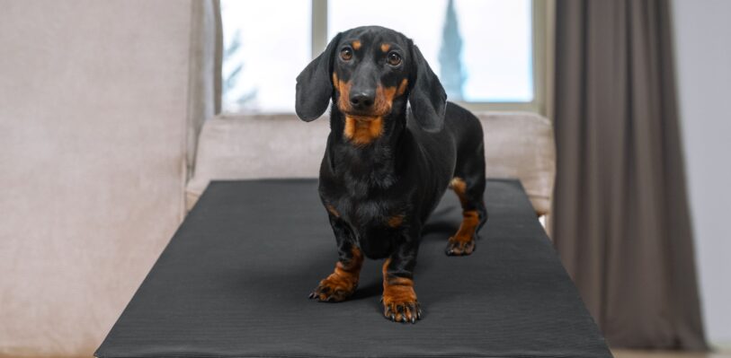 Dachshund standing on table