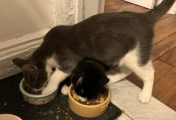 Two cats eating dry pet food