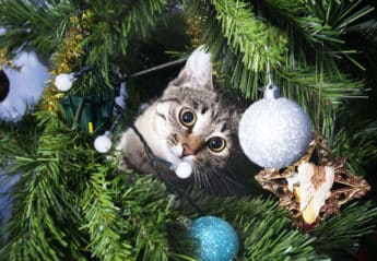 cat in christmas tree