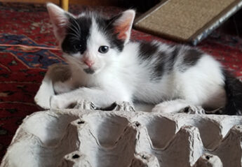 Kitten with an enriching feeding puzzle made from an egg carton