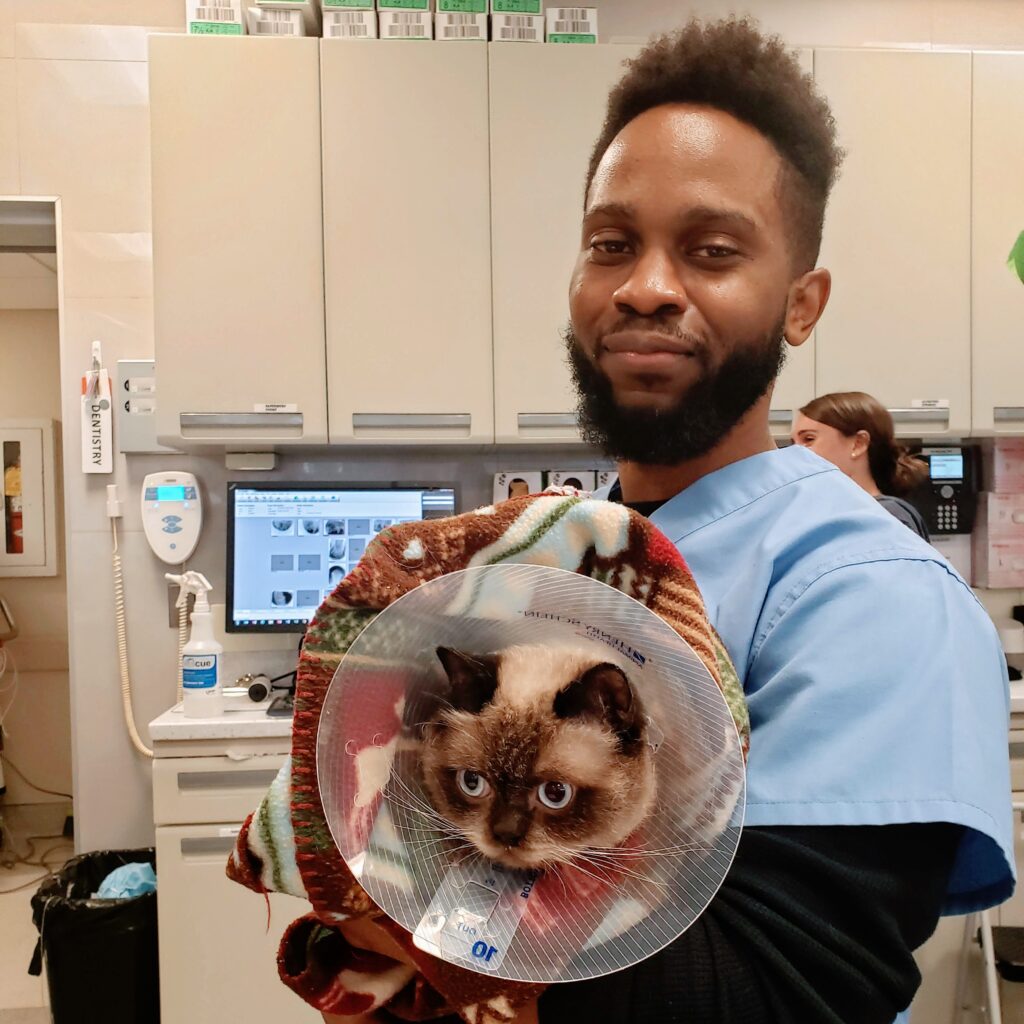 A veterinary assistant with a cat