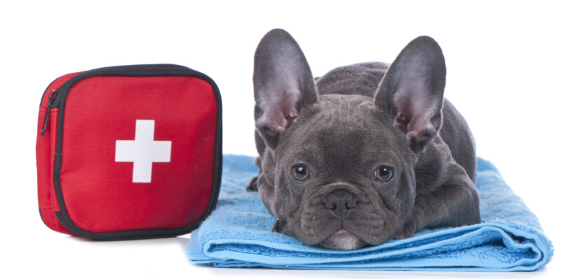 French bulldog laying down with first aid kit