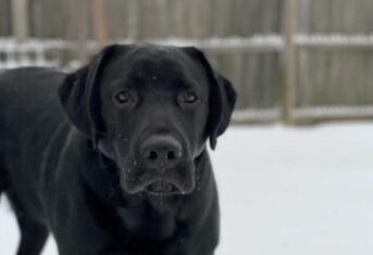 A black lab in the snow