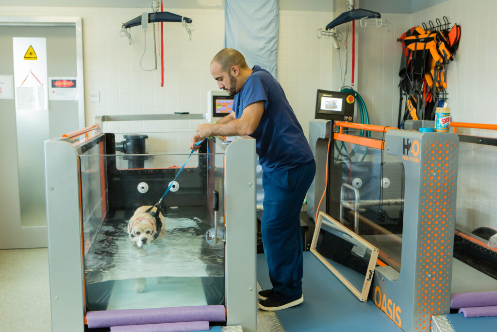 A veterinary assistant with a dog on an underwater treadmill