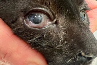 Cat with corneal ulcer