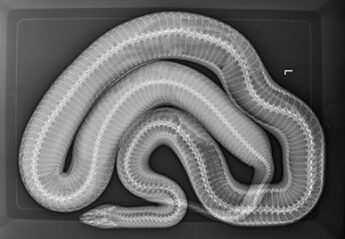 Snake with eggs x-ray
