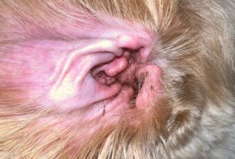 closeup of dog's infected ear
