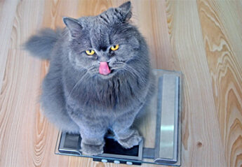 grey cat sits on scales and licks mouth