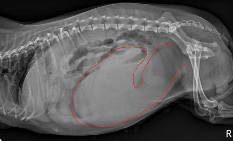 X-ray showing pyometra in a dog