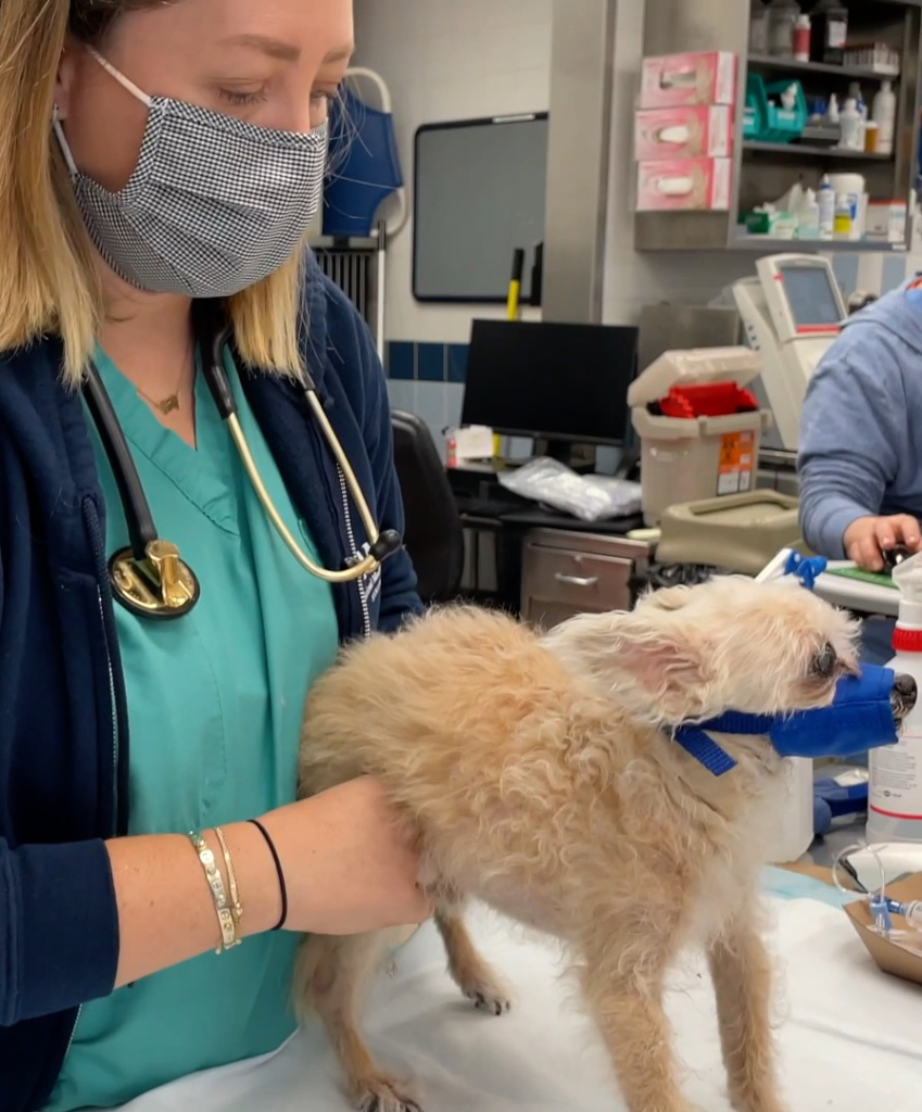 A veterinarian checking a dog's luxating patella