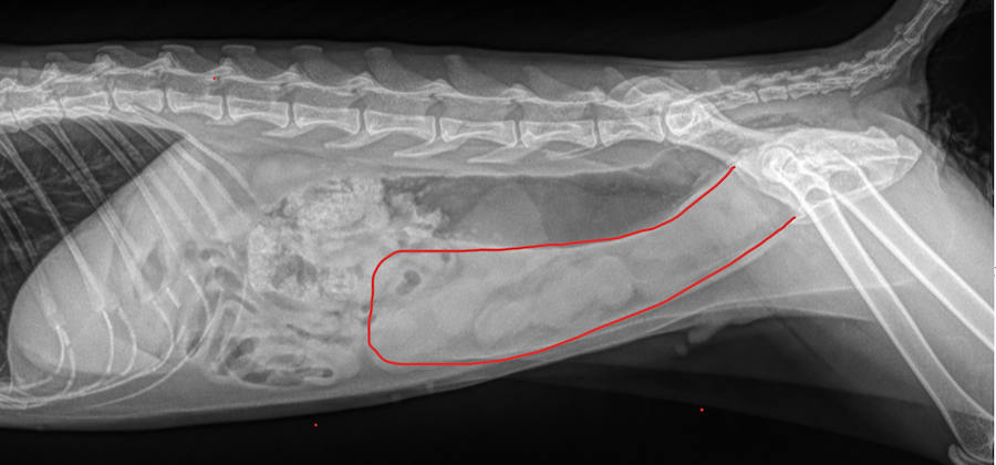 X-ray showing Pyometra in a cat