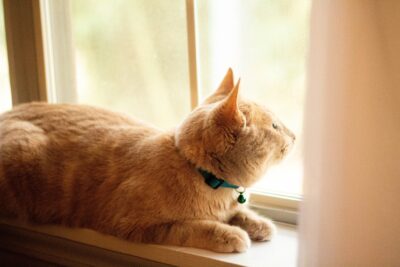 An orange cat looking out a window
