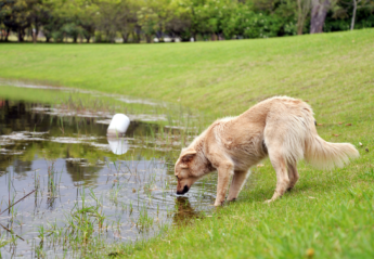 Dog sniffing a pond