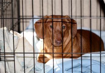 Dog resting in a cage