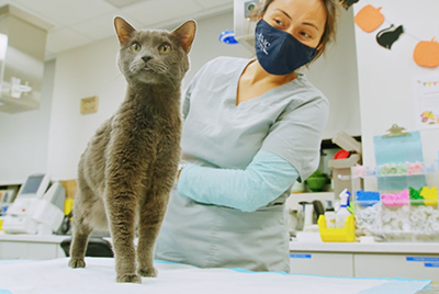 cat on table with veterinarian