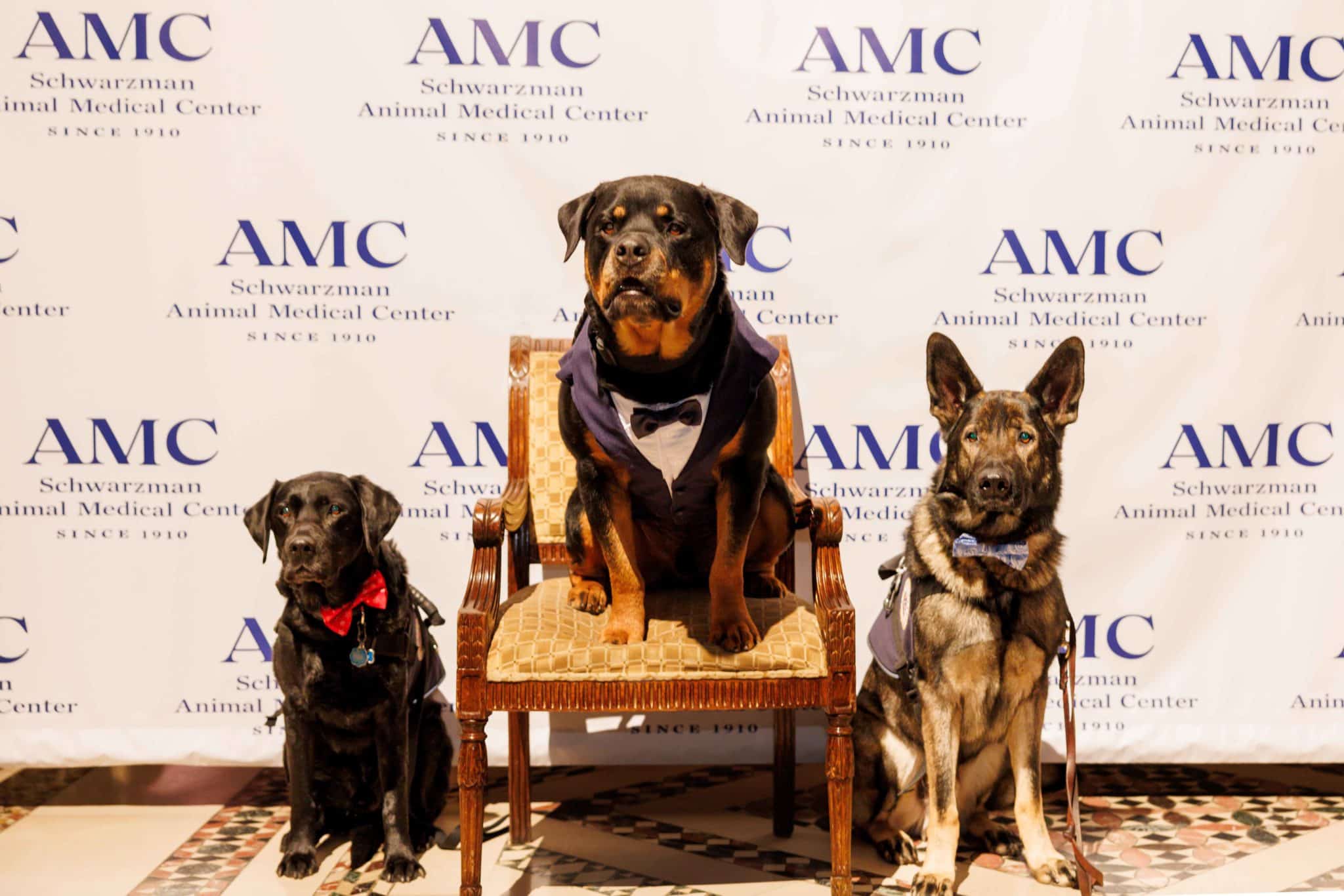 Crisis Response Canines at AMC's Top Dog Gala