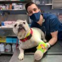 A veterinarian with a dog with a cast on its leg