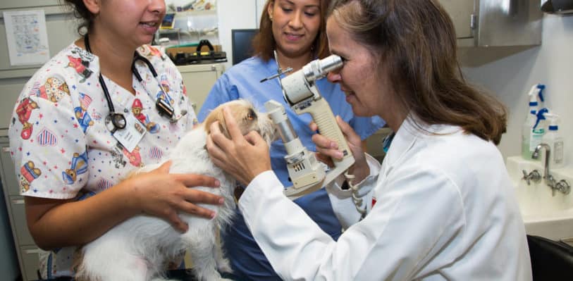 Dr. Alexandra van der Woerdt and the ophthalmology team examining a dog's eyes