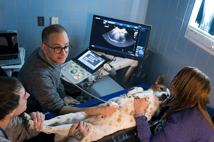 A dog gets an ultrasound at AMC