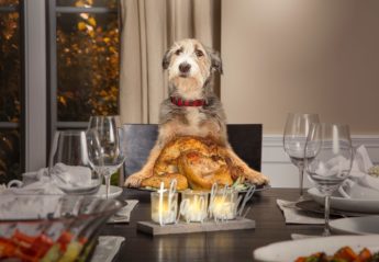 Dog at table with turkey dinner in front of him.