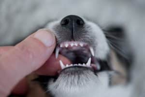 Puppy with baby teeth