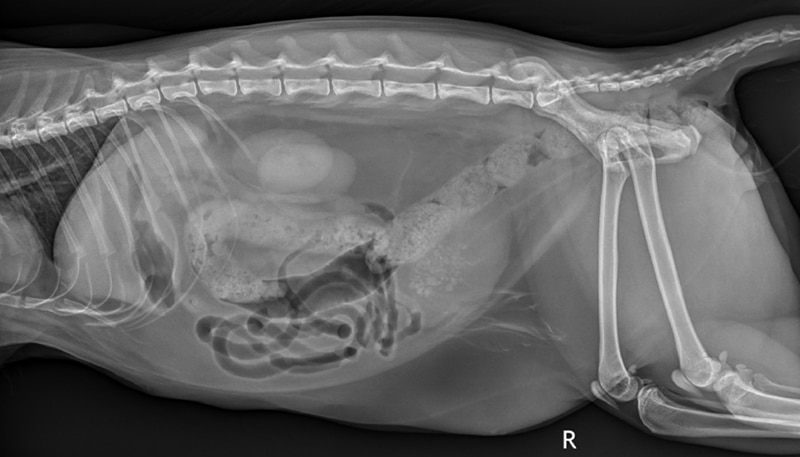 X-ray of a cat with a urinary obstruction due to multiple struvite bladder stones