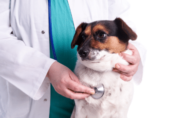Veterinarian using a stethoscope on a dog.