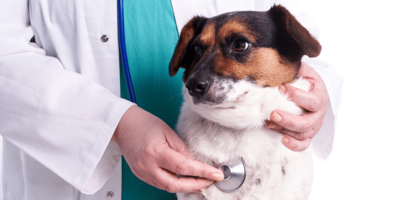 Veterinarian using a stethoscope on a dog.