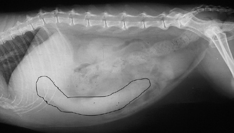 X-ray of a cat’s abdomen shows an enlarged spleen due to mast cell tumor