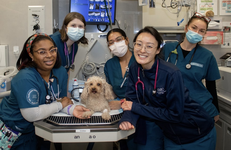 Veterinary Technician Interns at AMC