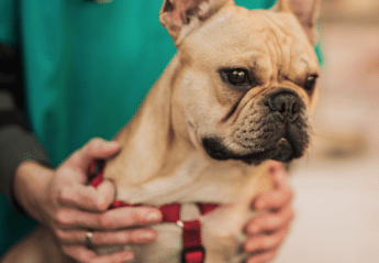 A French bulldog at the vet