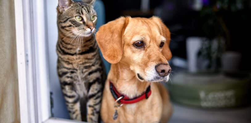 Dog and cat looking out of a window