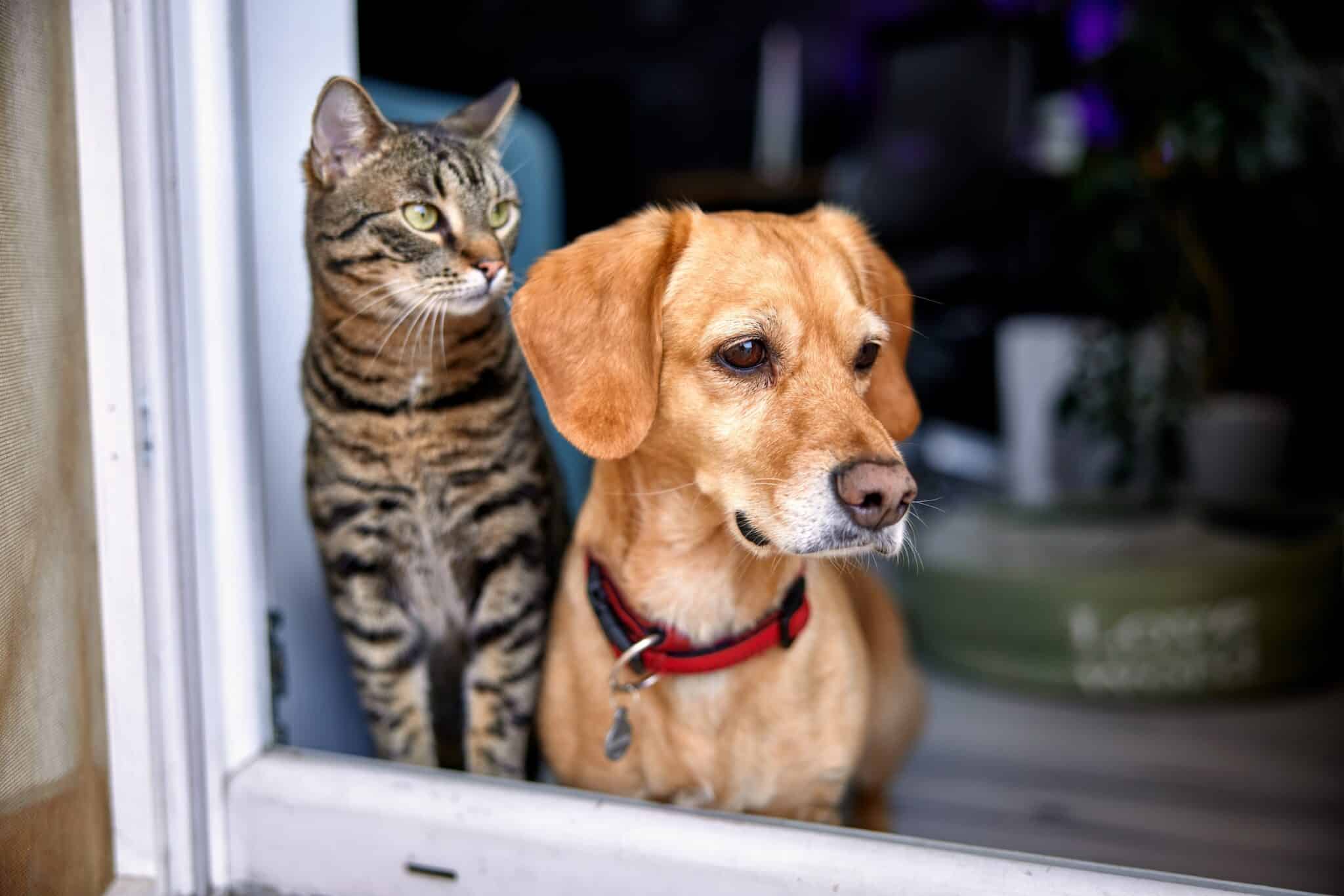 Dog and cat looking out of a window