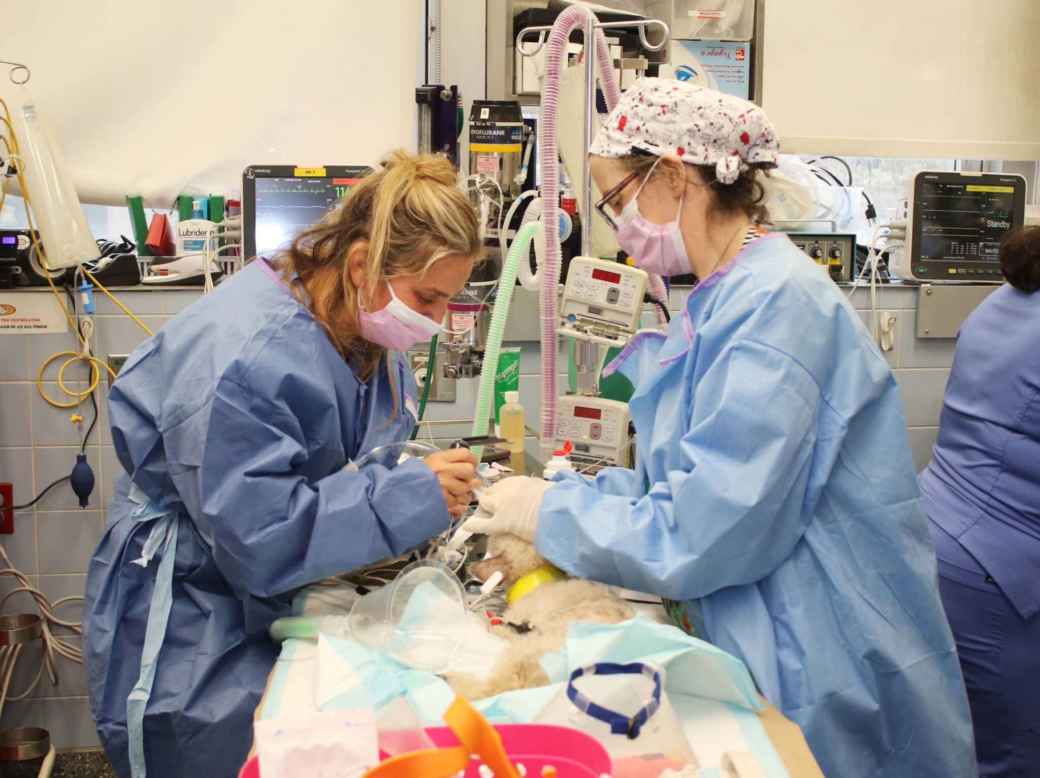 Veterinary professionals performing surgery