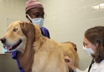 A veterinarian and assistant examine a dog