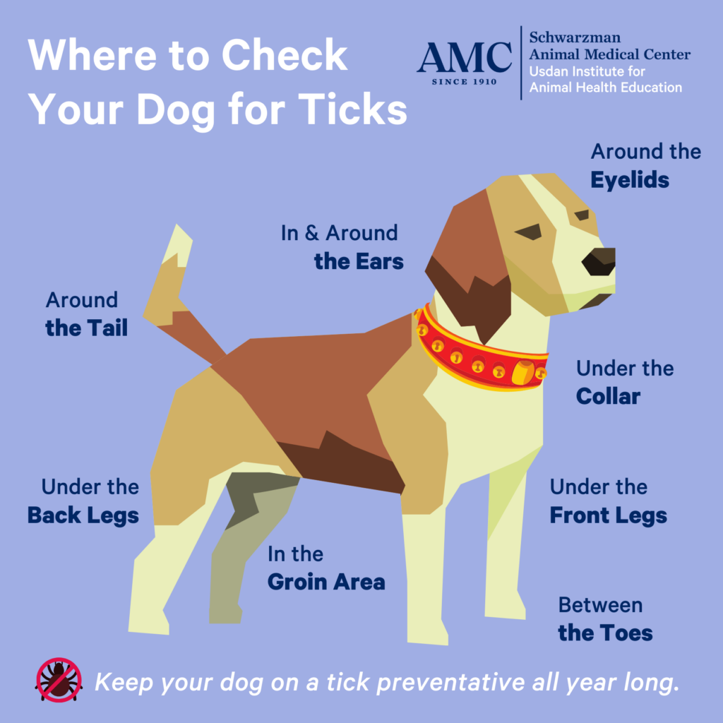 Where to check your dog for ticks