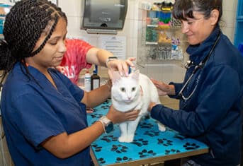 Veterinarians examining a cat