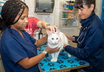 Veterinarians examining a cat