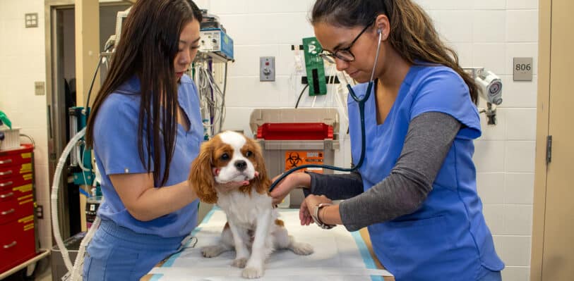 Veterinary Technicians examine a dog