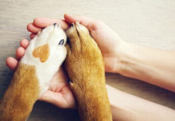 A dog paw with a heart on it