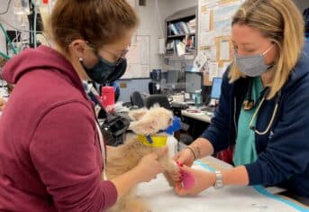 Dr. Carly Fox bandaging a dog