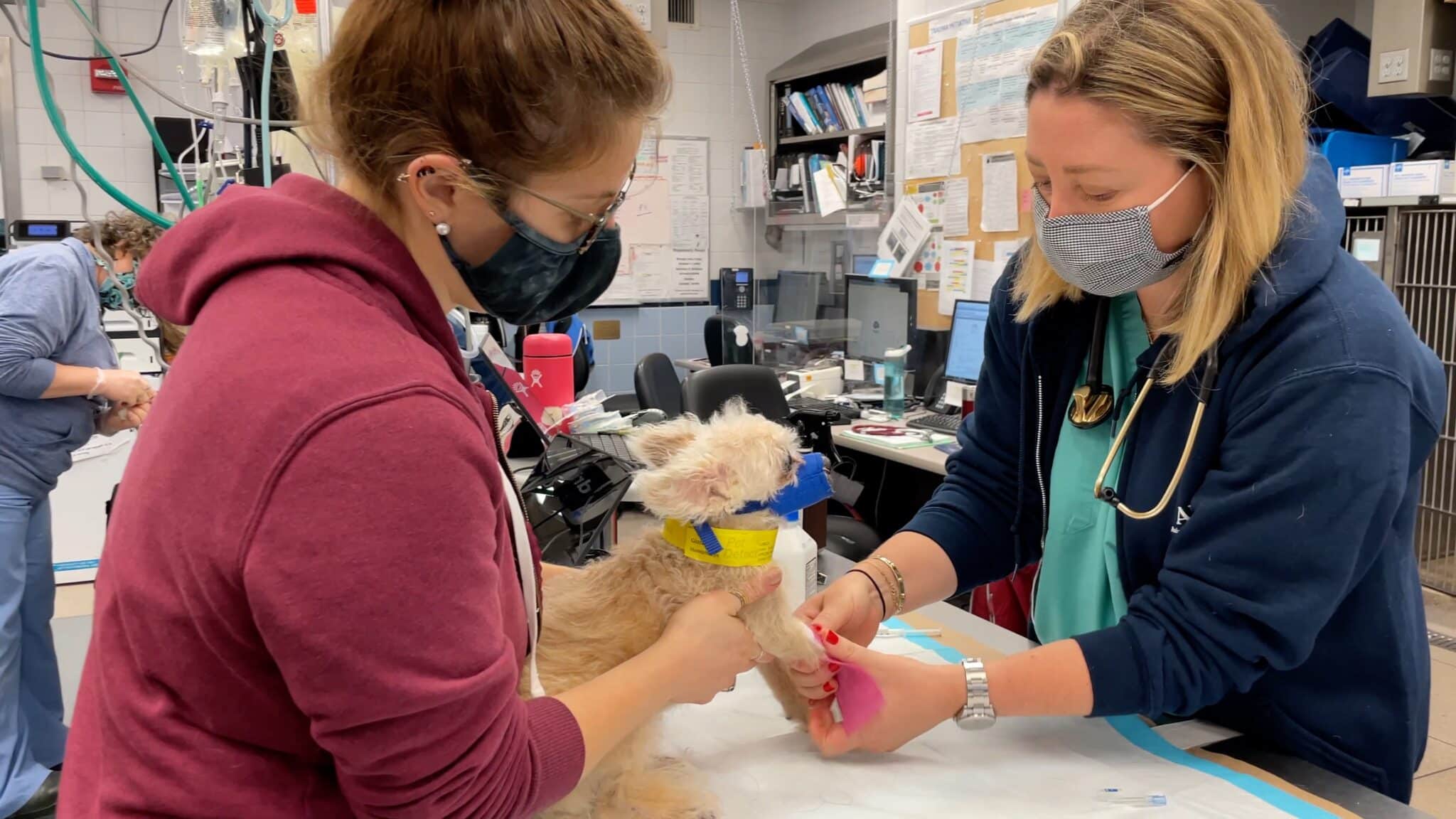 Dr. Carly Fox bandaging a dog