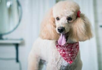 A poodle with its tongue out