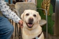 A seeing eye dog in AMC's waiting room