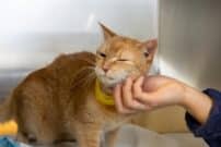An orange rescue cat in AMC's ICU