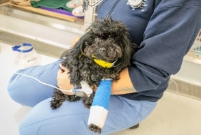 A small black dog in a veterinary professional's arms