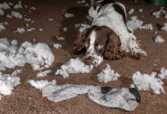 A dog that tore apart a pillow